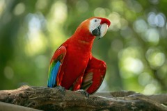 Scarlet macaw