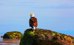 Bald eagle