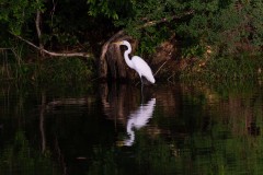 Egret at twilight