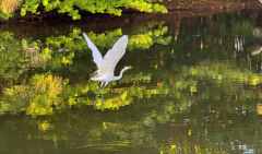 Egret aloft