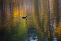 Floating in colors