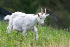 Goat