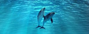dolphins